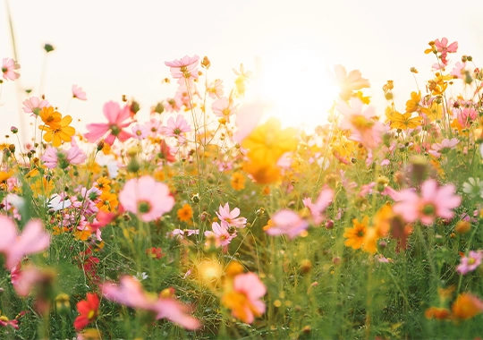 Mifleur en situation